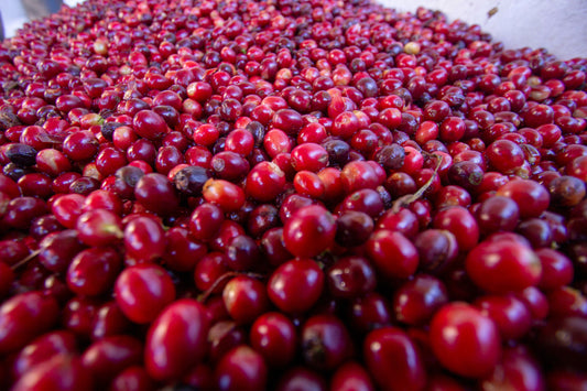 NICARAGUA Jinotega - 8oz