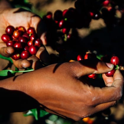 TANZANIA Peaberry