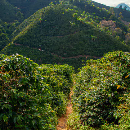 COLOMBIA Valle del Cauca - DECAF
