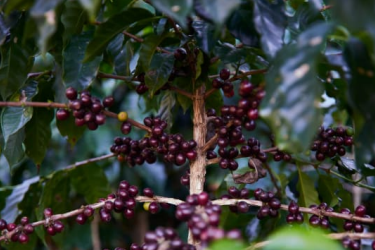 GUATEMALA Huehuetenango