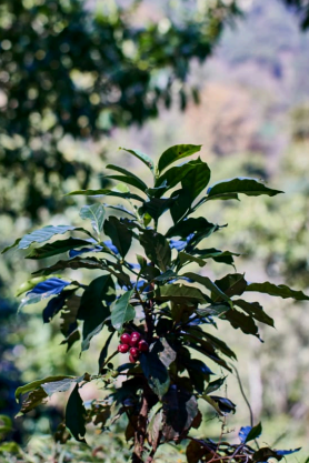 GUATEMALA Huehuetenango