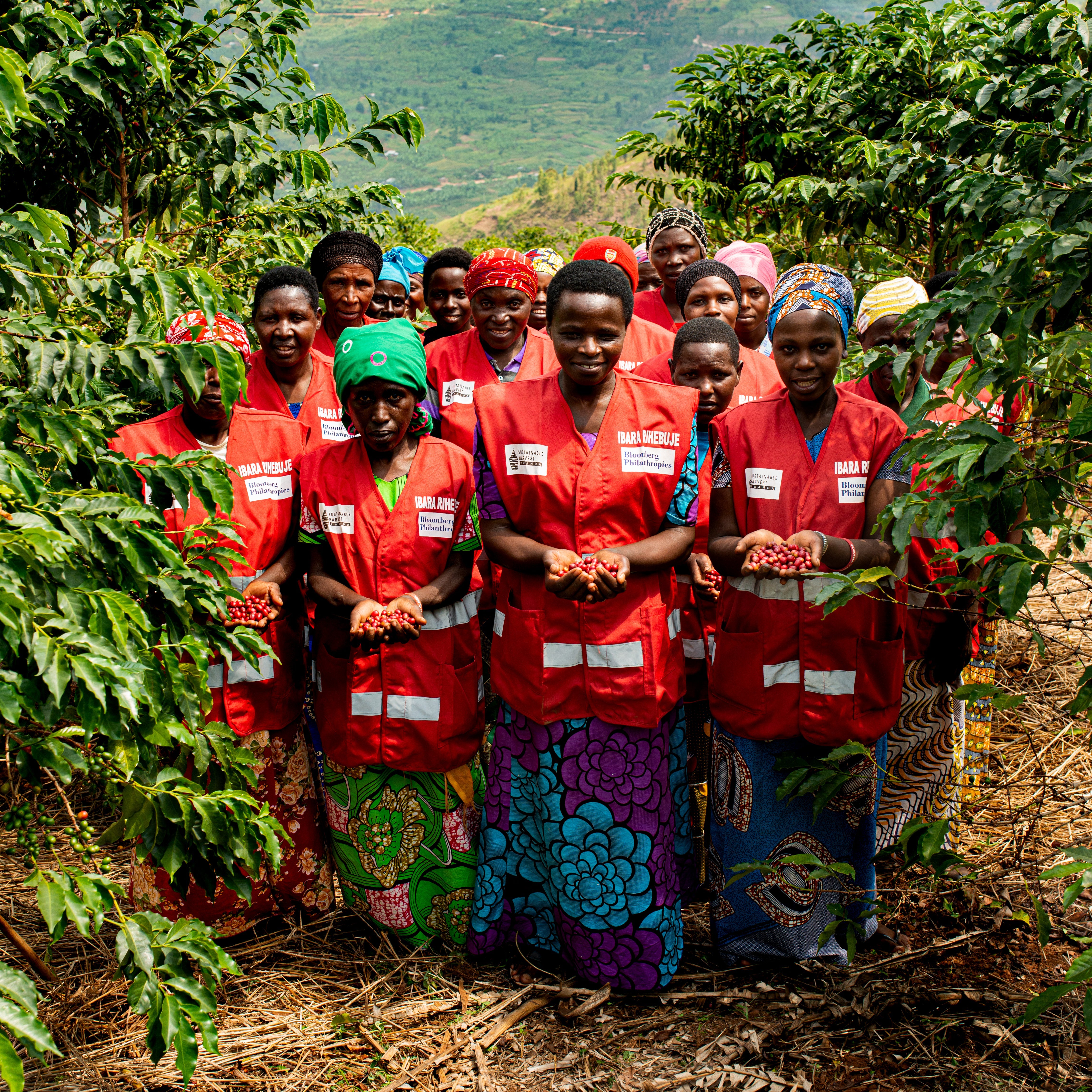 RWANDA Gicumbi Coffee | Women-Grown Single Origin Medium Roast