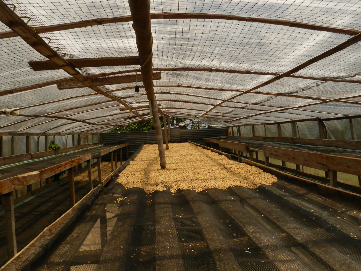 COLOMBIA Sugarcane Decaf