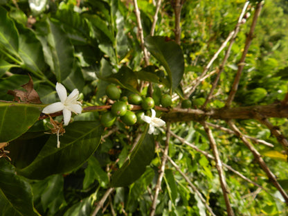 COLOMBIA Sugarcane Decaf