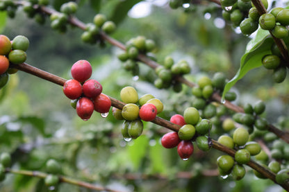 COLOMBIA Andes