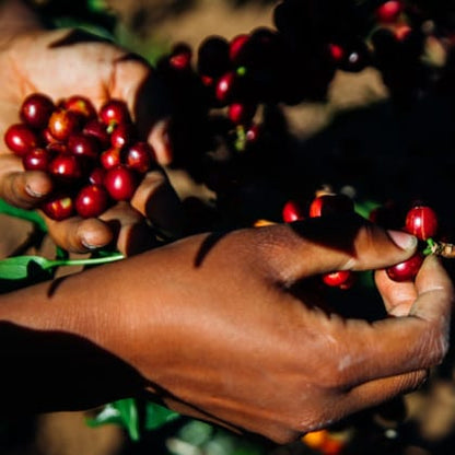 TANZANIA Peaberry