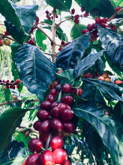 GUATEMALA Eastern Highlands