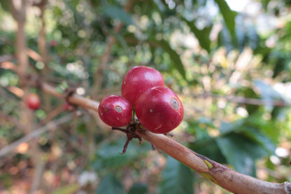 ETHIOPIA Yirgacheffe