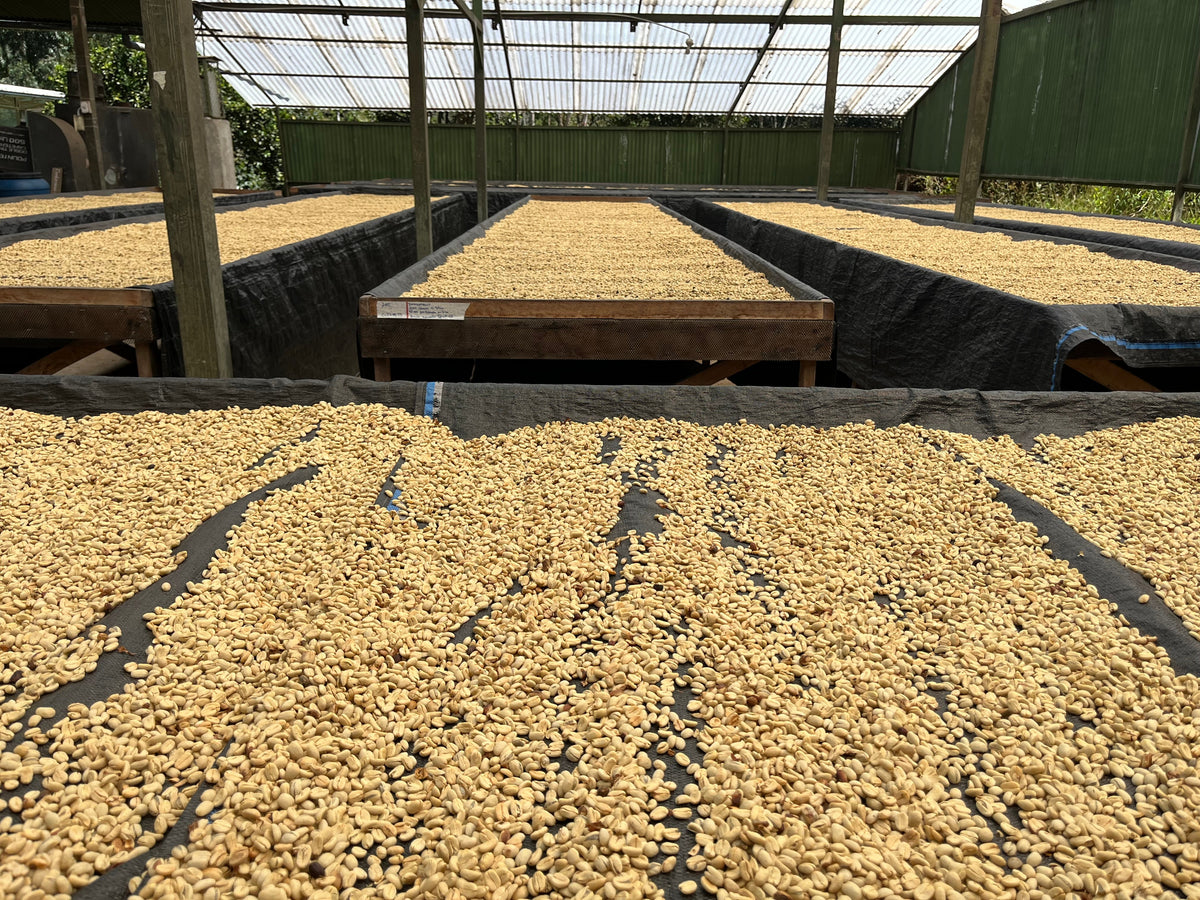 ETHIOPIA Yirgacheffe