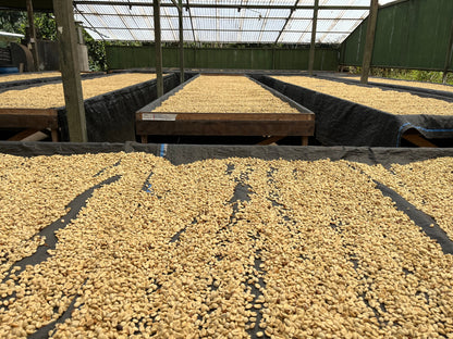 ETHIOPIA Yirgacheffe