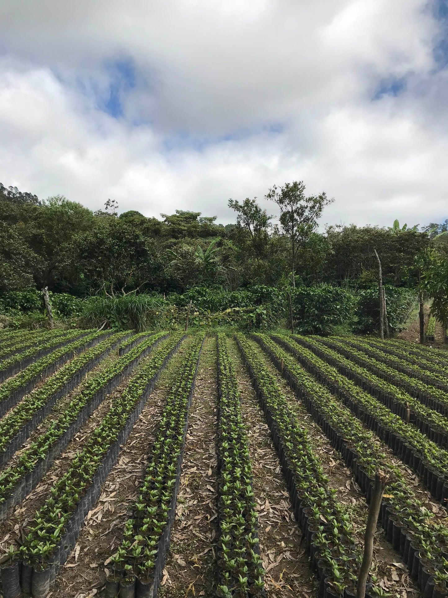 HONDURAS Montecillos
