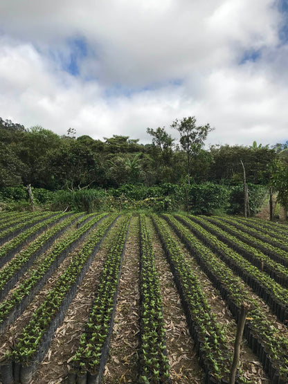 HONDURAS Montecillos