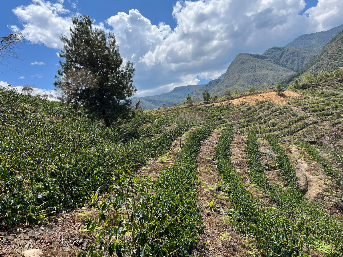 ETHIOPIA Yirgacheffe