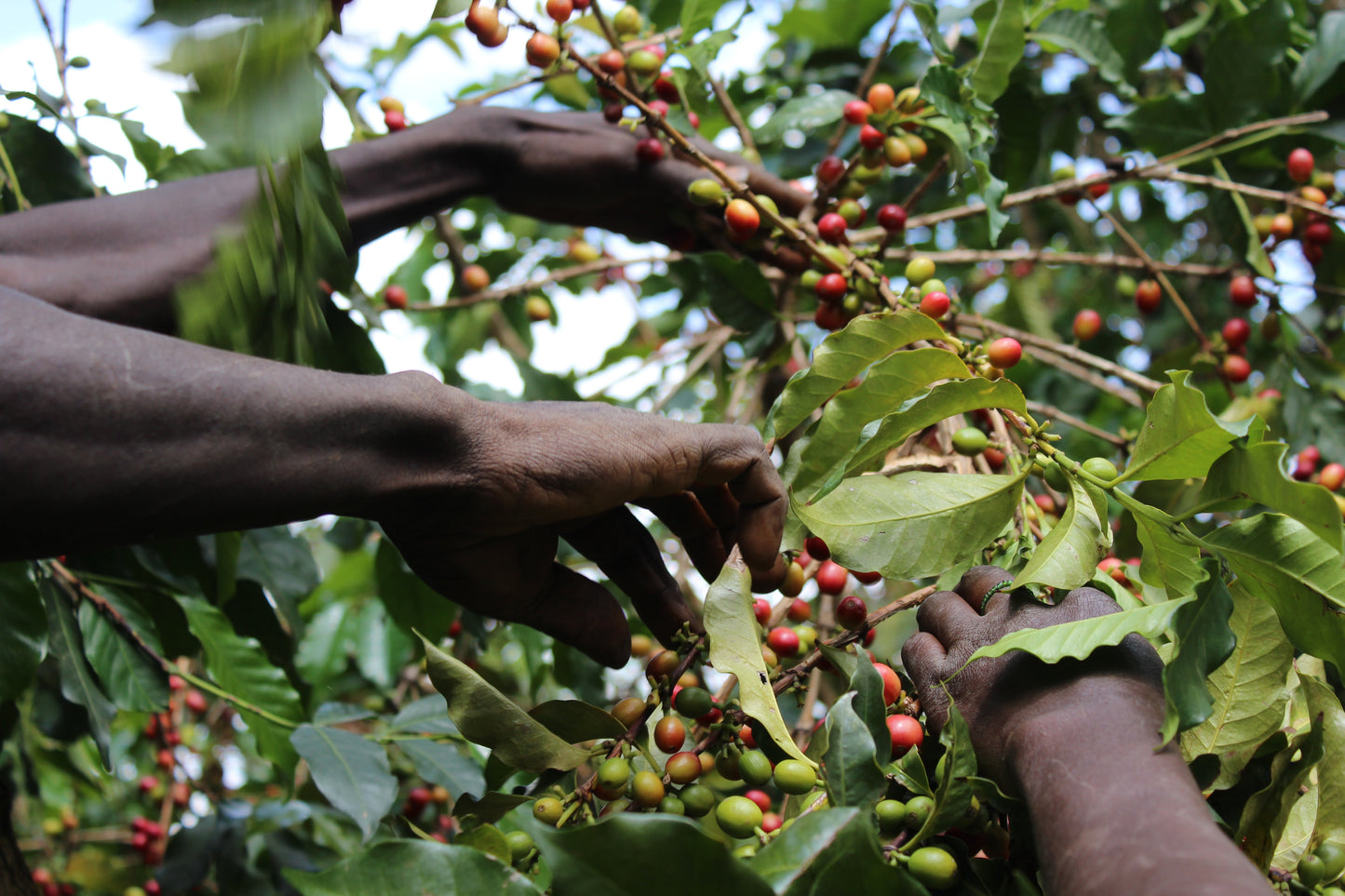 KENYA Ruiru