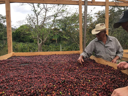 HONDURAS Montecillos