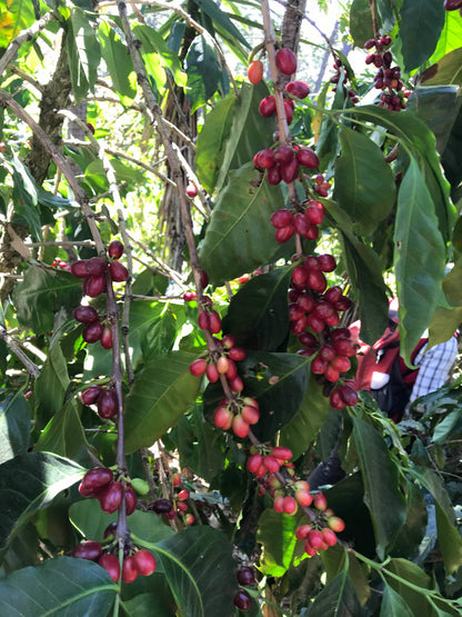 HONDURAS Montecillos
