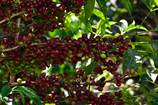 ETHIOPIA Guji