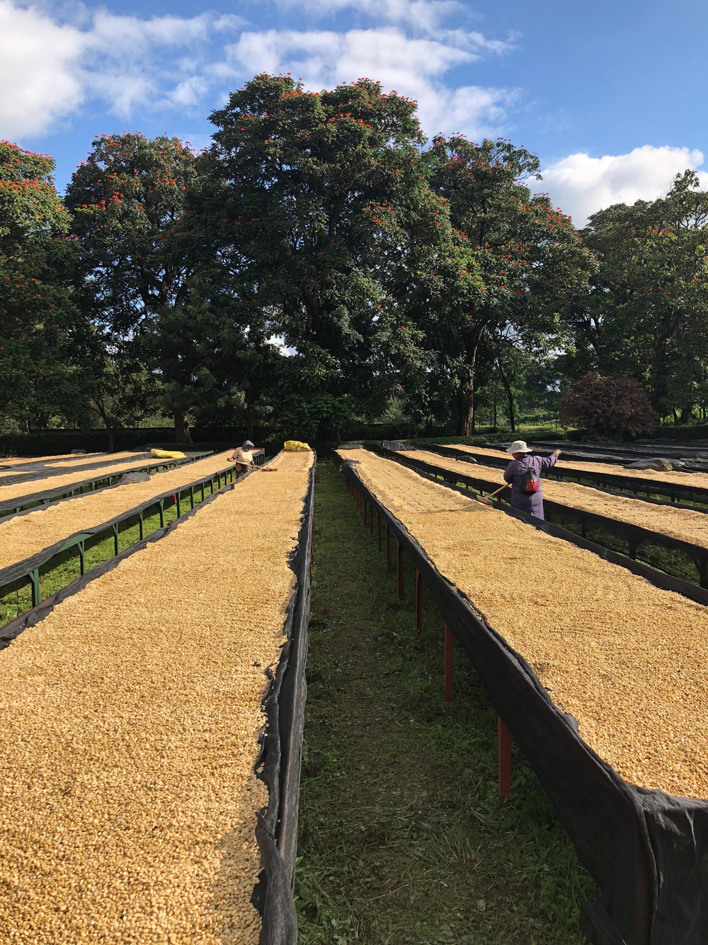 TANZANIA Peaberry