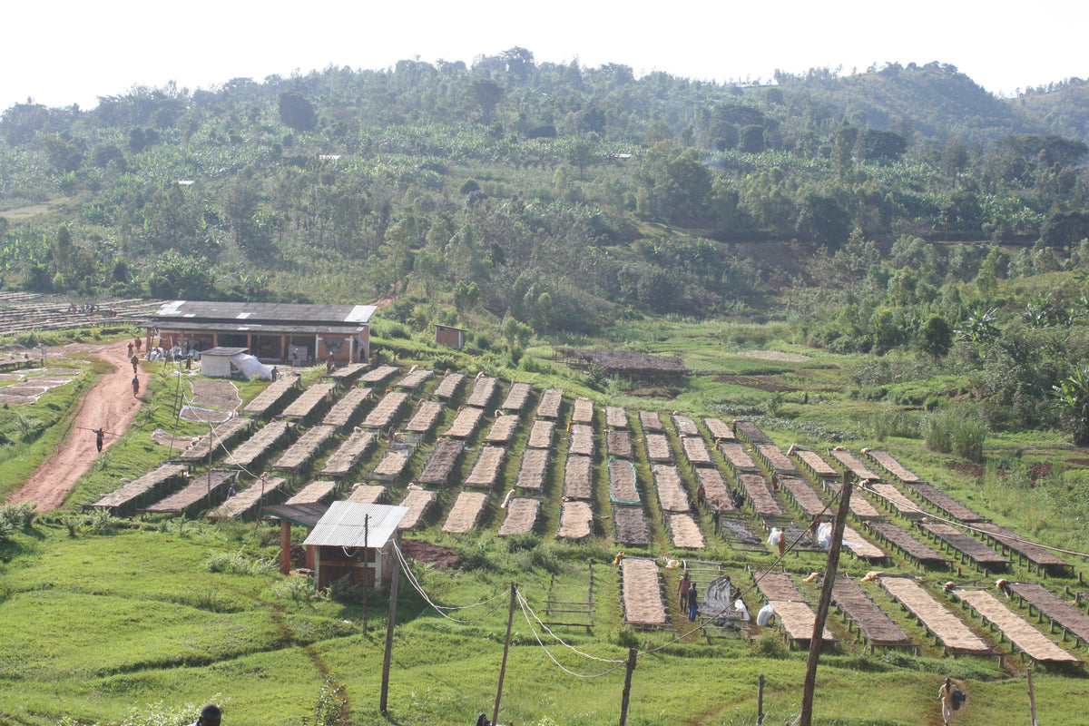 TANZANIA Peaberry